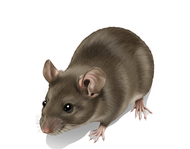 Reclaim Your Home From Pests
